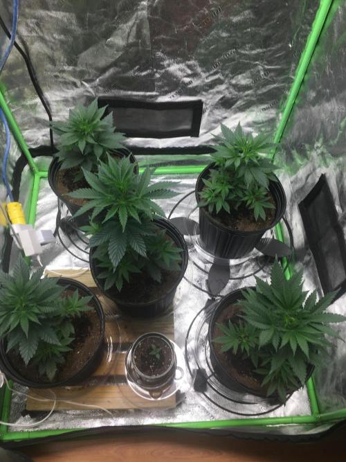 Let's Get Bombed. Week 5