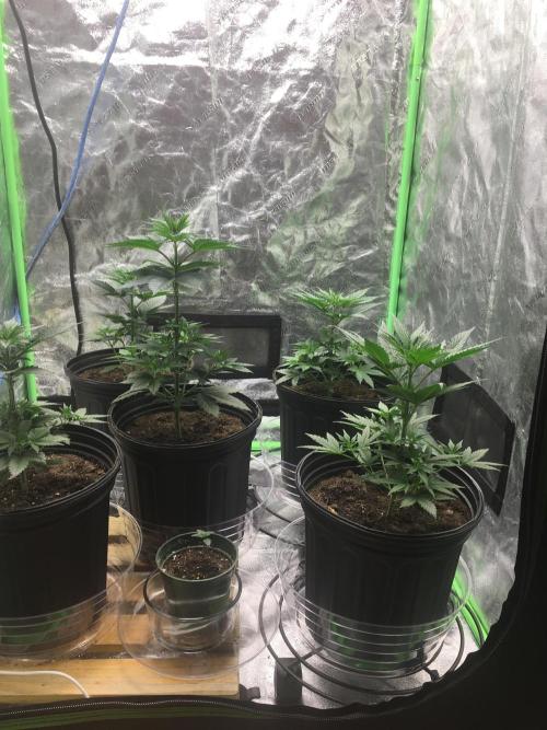 Let's Get Bombed. Week 5