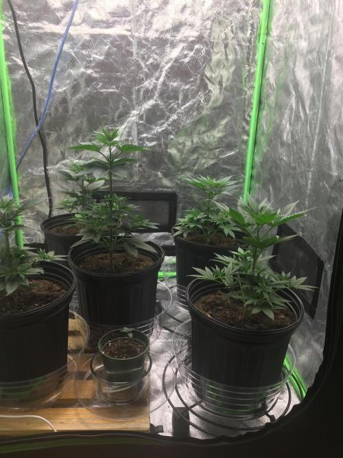 Let's Get Bombed. Week 5