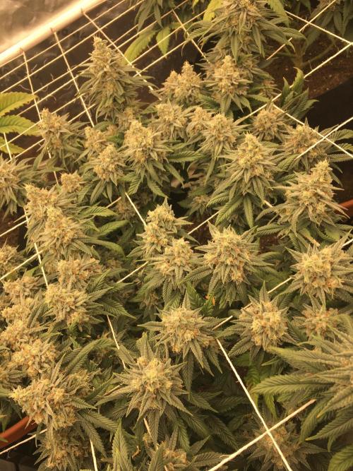 Making a driveway. Week 18 - WW RBX