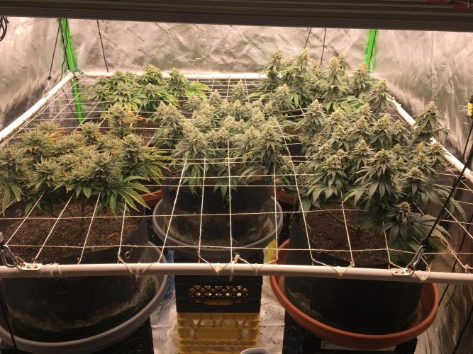 Making a driveway. Week 18 - WW in the middle RBX 