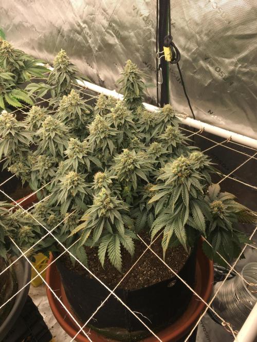 Making a driveway. Week 18 - The runt