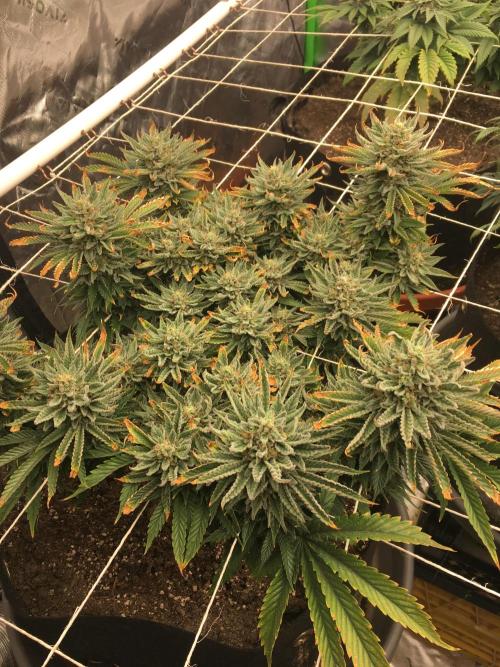 Making a driveway. Week 18 - The stressed one