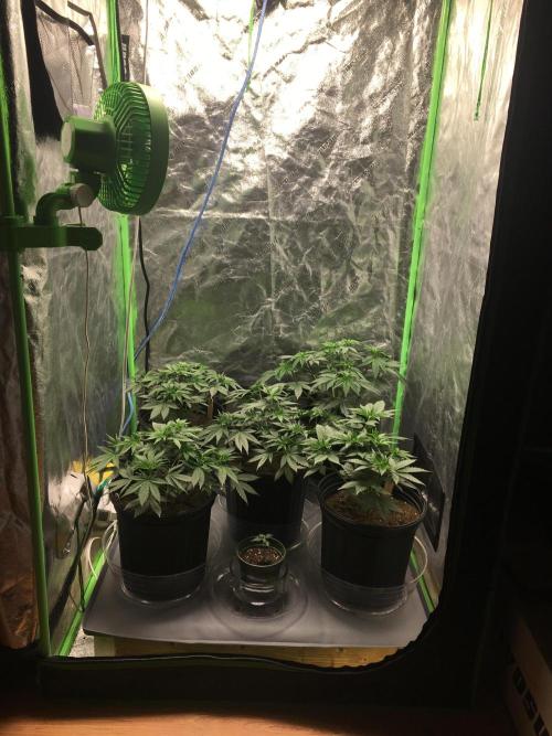 Let's Get Bombed. Week 6