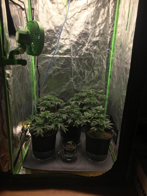 Let's Get Bombed. Week 6