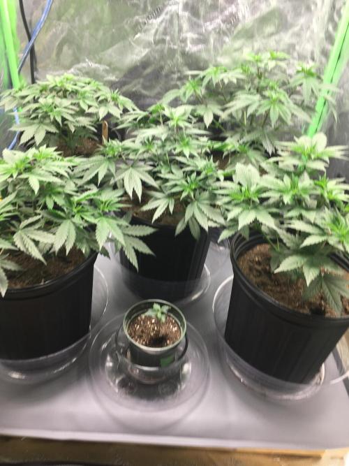 Let's Get Bombed. Week 6 - Little moonlight headies in the front. Not showing much growth for 3 weeks.
