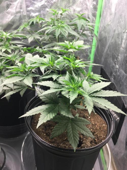 Let's Get Bombed. Week 6