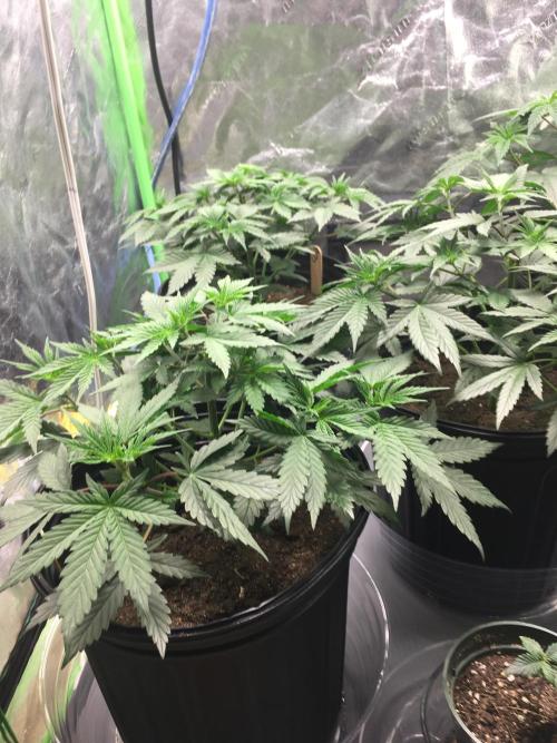 Let's Get Bombed. Week 6