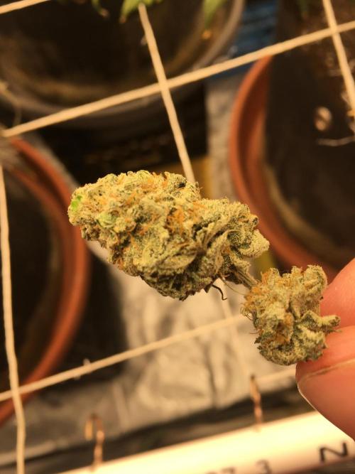 This little light of mine. Week 11