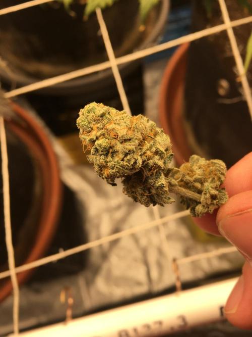 This little light of mine. Week 11