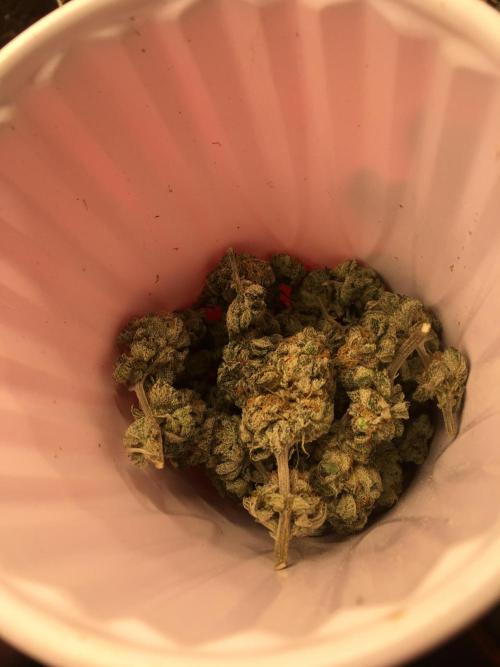 This little light of mine. Week 11