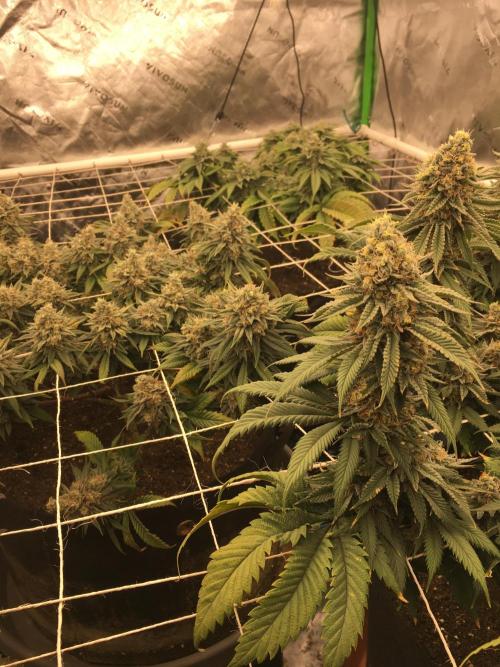 Making a driveway. Week 19 - WW rbx in the mid. 