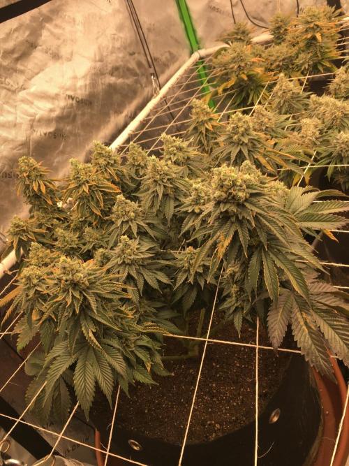 Making a driveway. Week 19