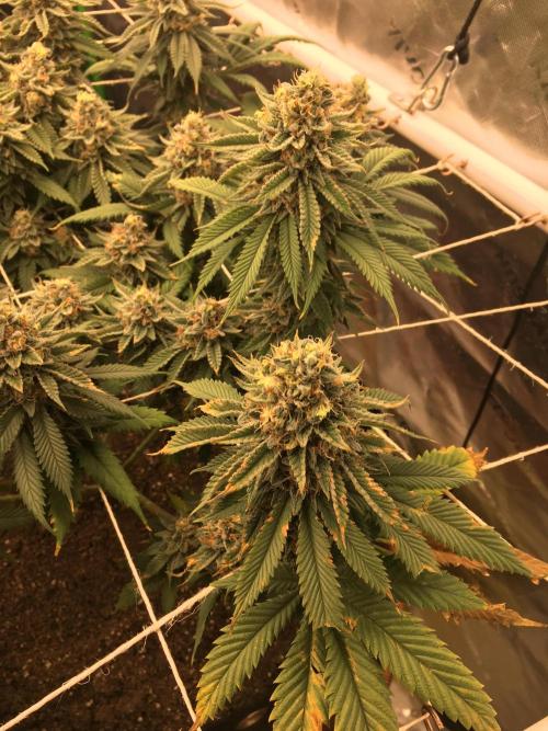 Making a driveway. Week 19