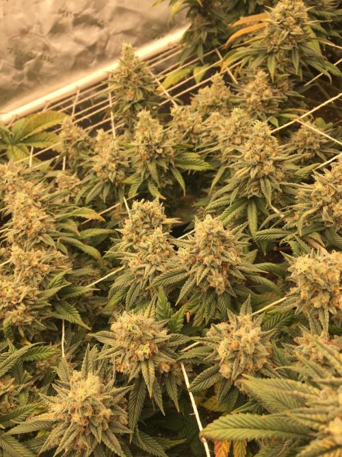 Making a driveway. Week 19