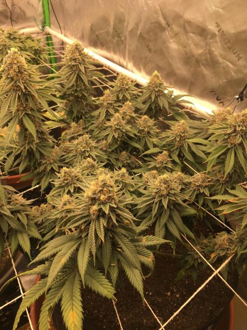 Making a driveway. Week 19