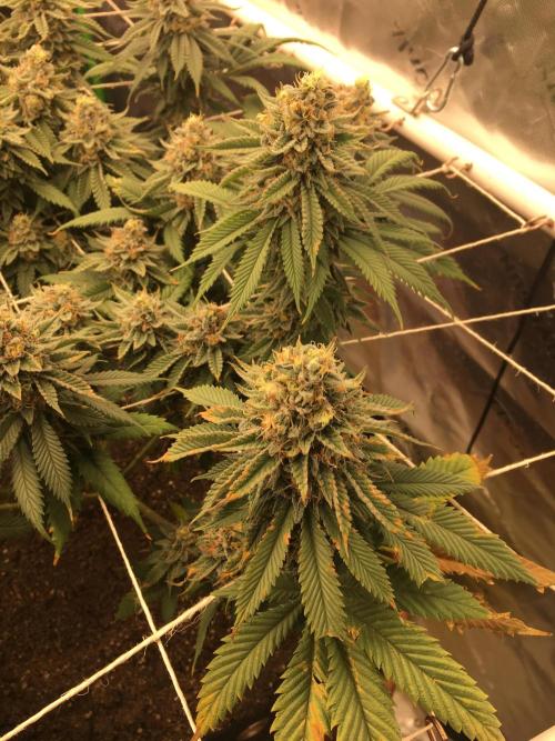 Making a driveway. Week 19