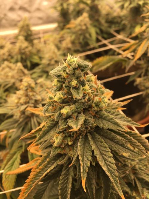 Making a driveway. Week 19