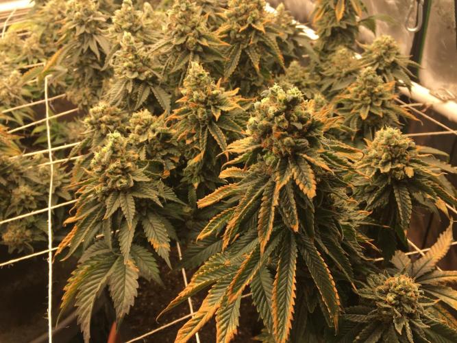 Making a driveway. Week 19