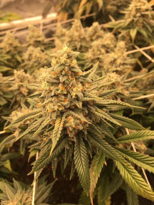 Making a driveway. Week 19