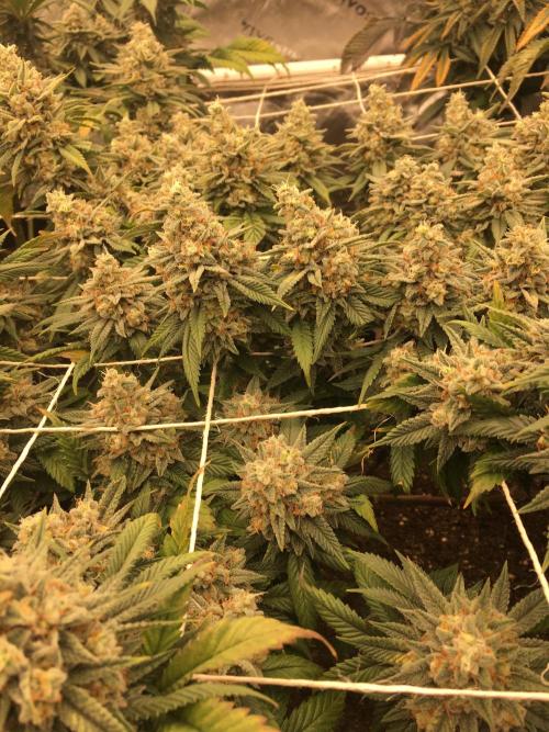 Making a driveway. Week 19