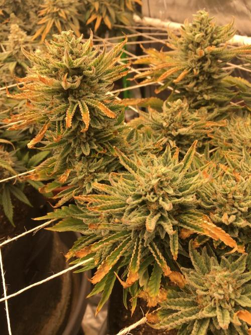 Making a driveway. Week 19