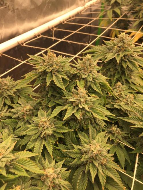 Making a driveway. Week 19