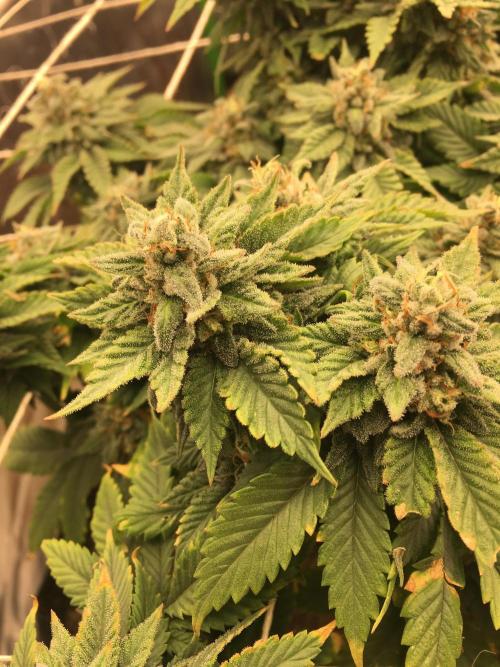 Making a driveway. Week 19