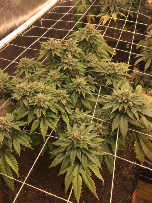 Making a driveway. Week 19