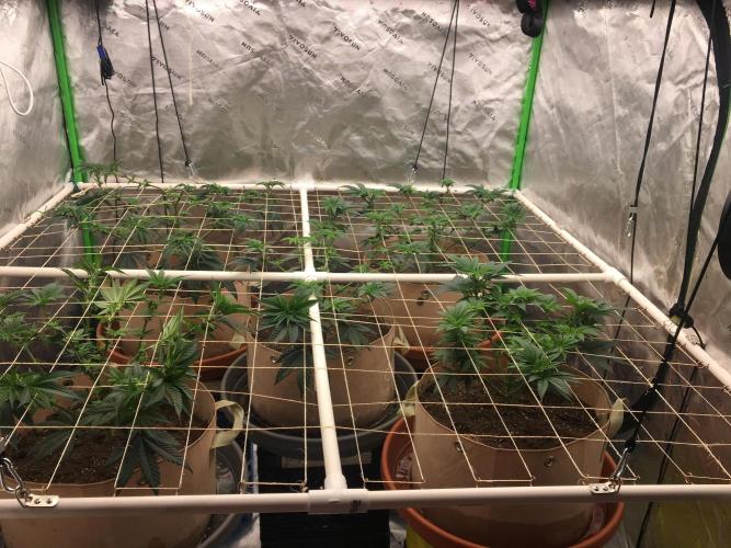 Let's Get Bombed. Week 9