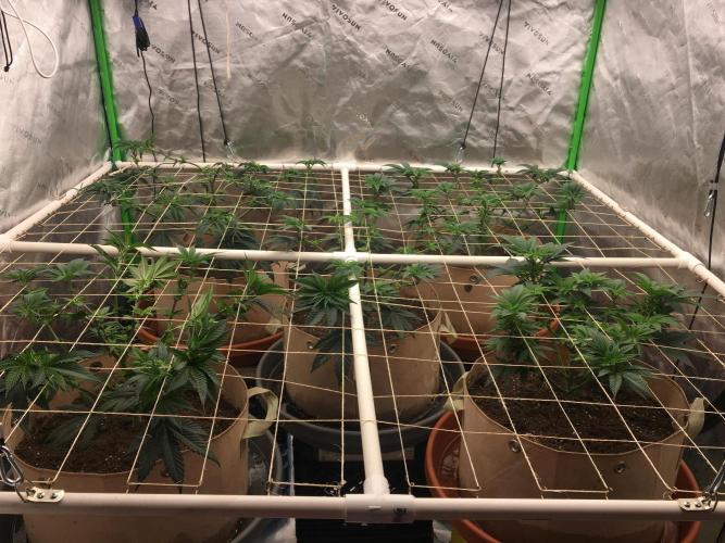 Let's Get Bombed. Week 9