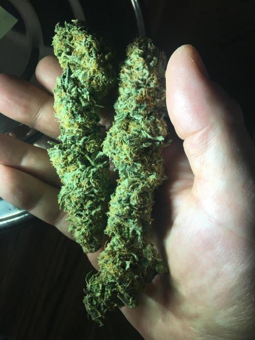 Making a driveway. Week 20