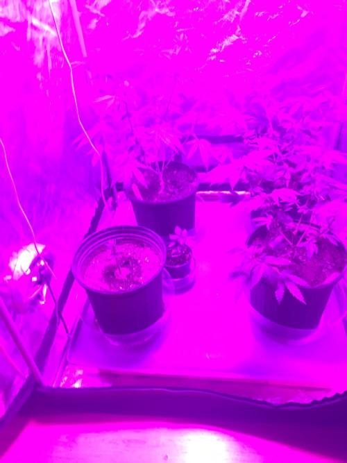 For those who picked Dhalsim. Week 12 - Clone of the fro r gal struggling for life.