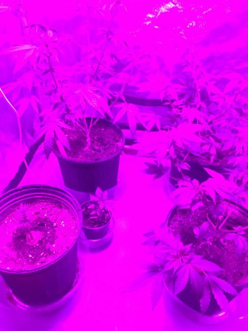 For those who picked Dhalsim. Week 12 - Sorry for the blurple pics.