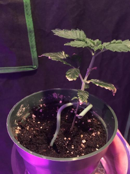 Moonlight Sonata. Week 3