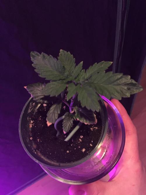 Moonlight Sonata. Week 3