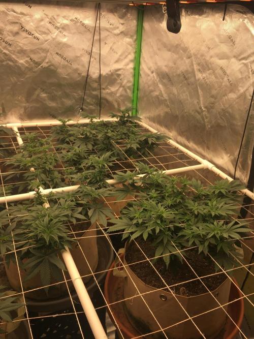 Let's Get Bombed. Week 11