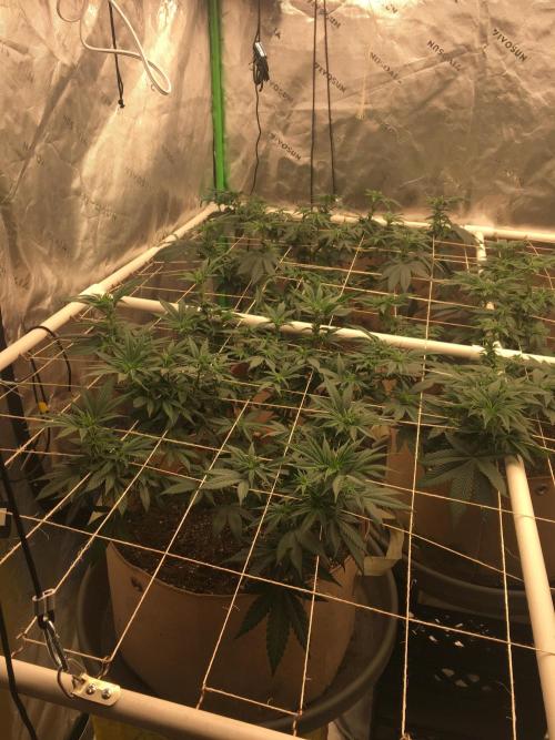 Let's Get Bombed. Week 11