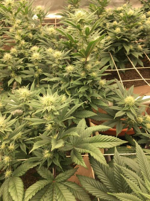 Let's Get Bombed. Week 10