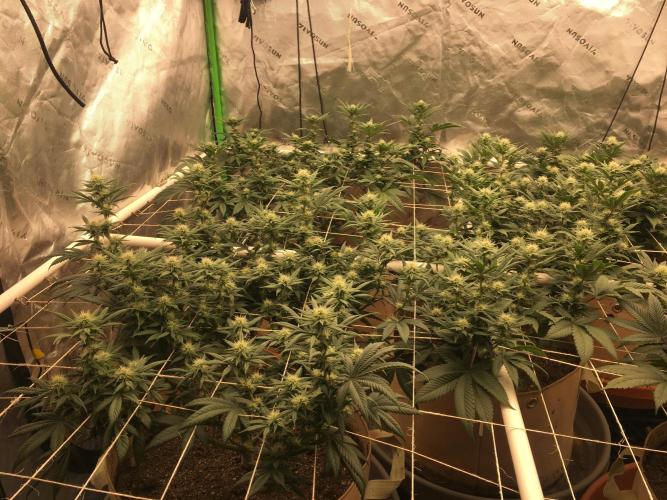 Let's Get Bombed. Week 10