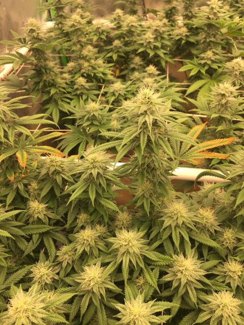 Let's Get Bombed. Week 15