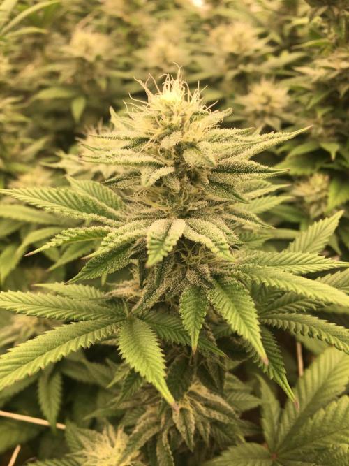 Let's Get Bombed. Week 15