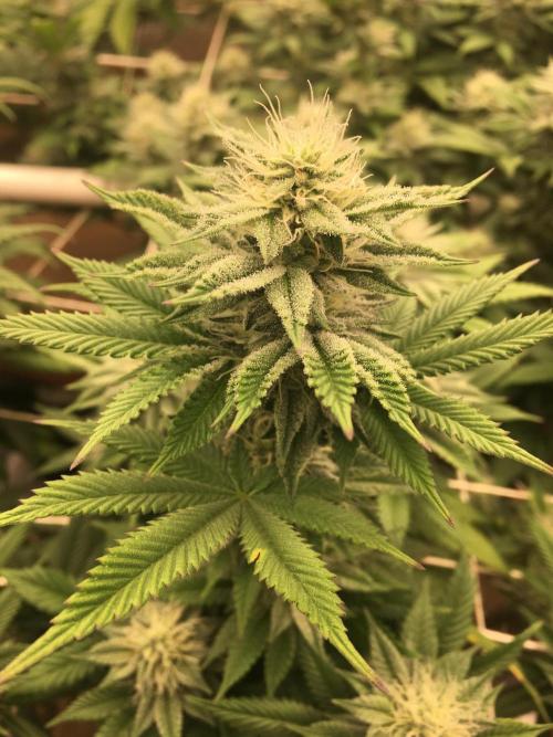 Let's Get Bombed. Week 15