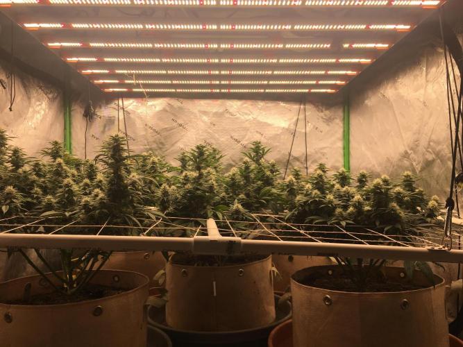 Let's Get Bombed. Week 15