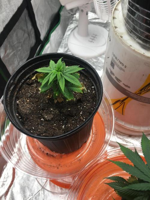 Moonlight Sonata. Week 12