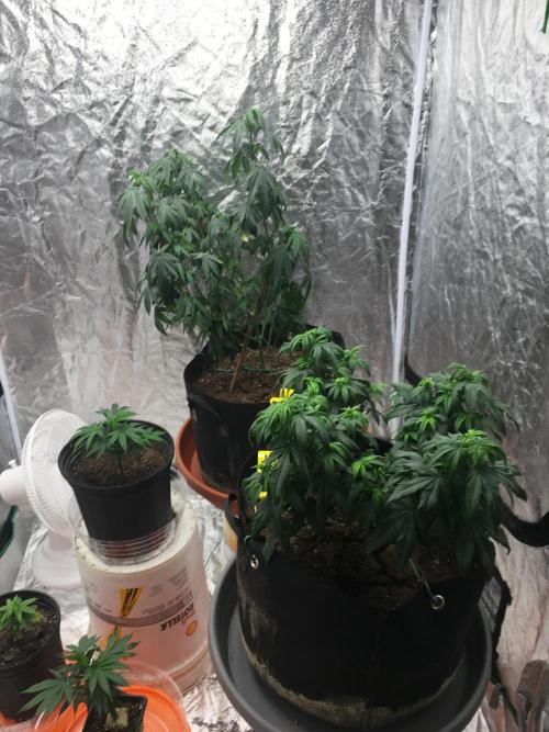 For those who picked Dhalsim. Week 18