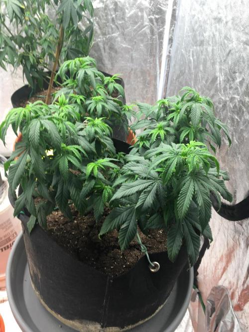 For those who picked Dhalsim. Week 18