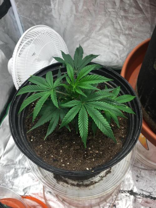 For those who picked Dhalsim. Week 18