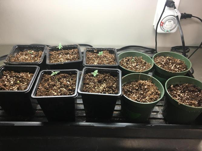 Get Smart. Week 0 - Left 2 are black dosi fire. Mid 4 g13 genius. Right “4” fire cookies