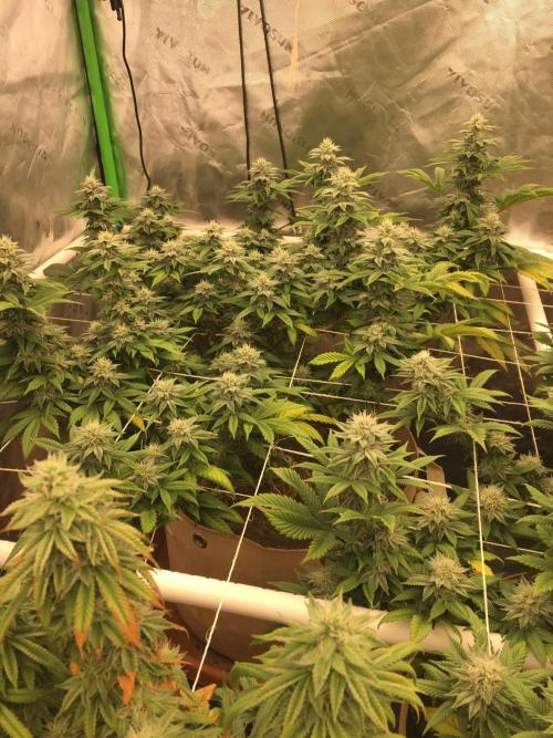 Let's Get Bombed. Week 16